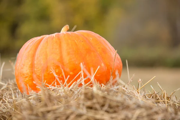 Fall Pumpkin op stro — Stockfoto