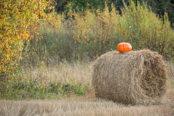 Hösten pumpa på halm — Stockfoto