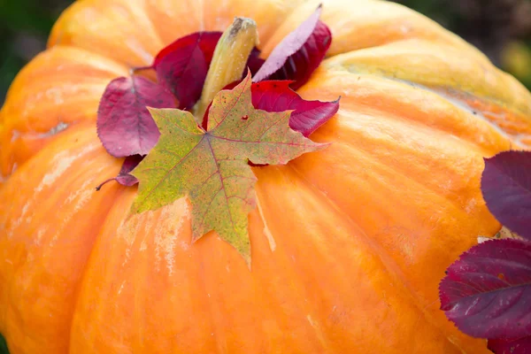 Zucca grande e foglie di autunno — Foto Stock