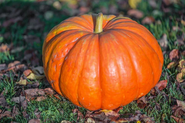 Zucca d'arancia in giardino — Foto Stock