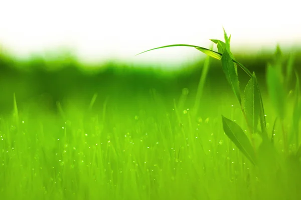 Groen gras met druppels water — Stockfoto