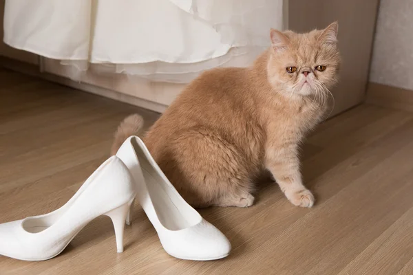 Domestic cat and wedding dress — Stock fotografie