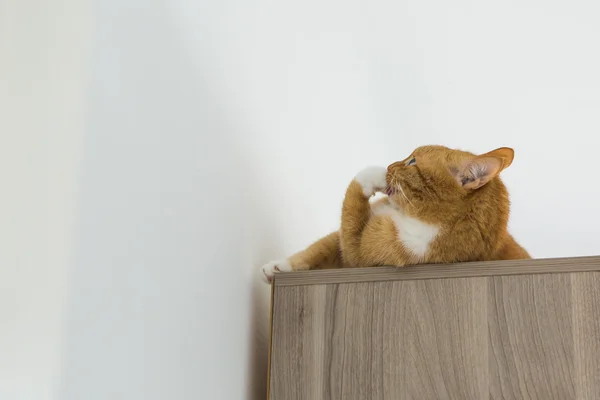 Gato rojo en el armario — Foto de Stock