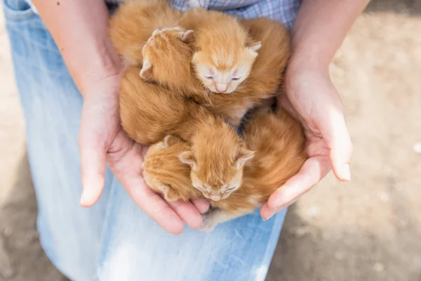 Chica sosteniendo un gatitos — Foto de Stock