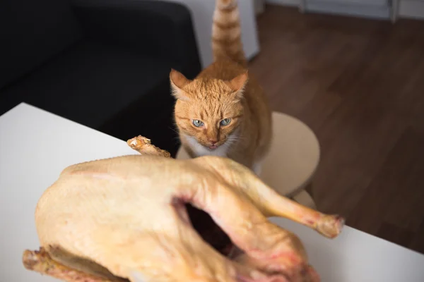 Rojo Gato y carne — Foto de Stock