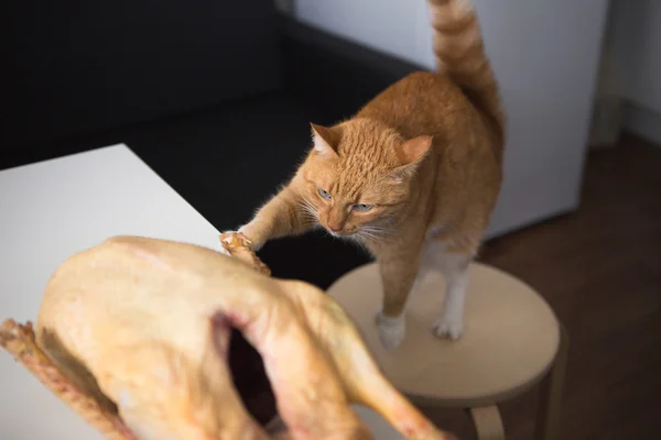 Rojo Gato y carne — Foto de Stock