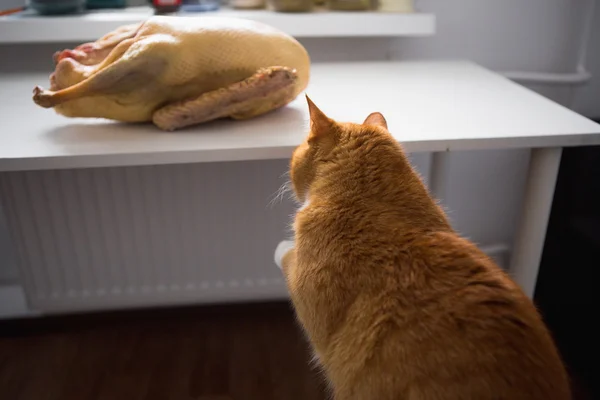 Rojo Gato y carne — Foto de Stock