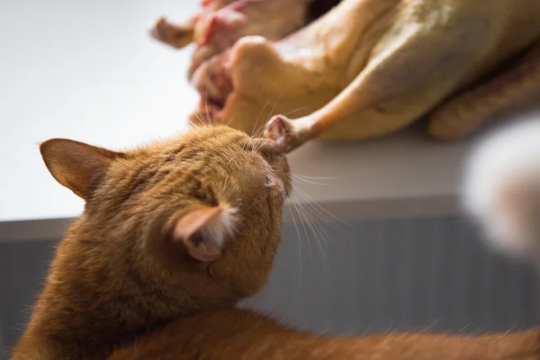 Pisică roșie și carne — Fotografie, imagine de stoc
