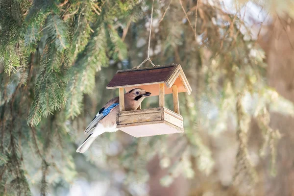 Bird on Bird House — Stock Photo, Image