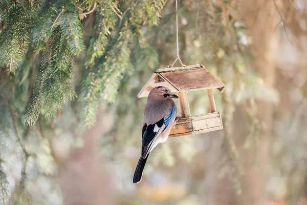 Pássaro em casa de pássaro — Fotografia de Stock