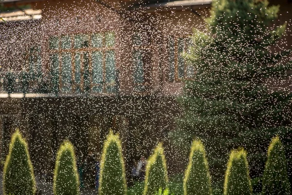 Garden sprinklers splashing water — Stock Photo, Image