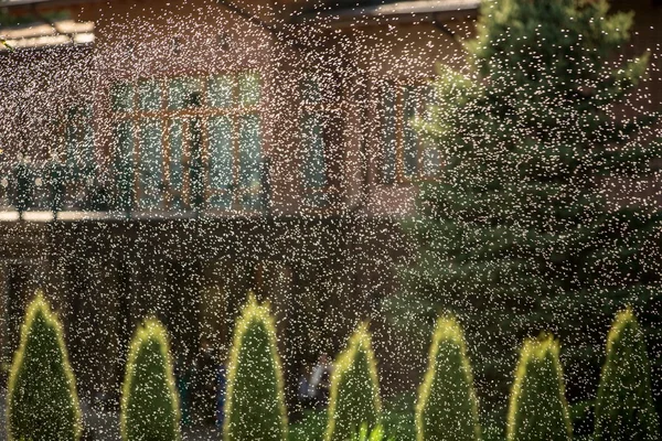 Aspersores de jardim salpicos de água — Fotografia de Stock