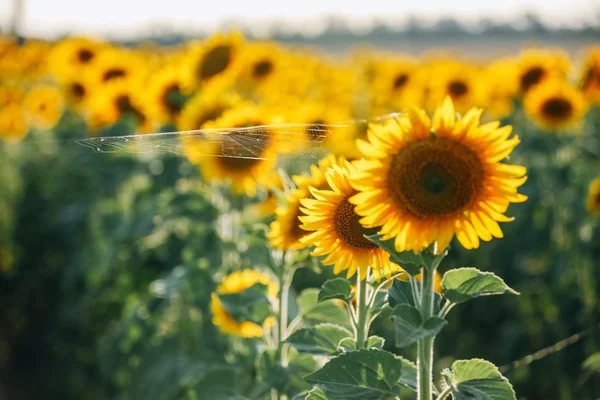 Sonnenblumenfeld im Sommer — Stockfoto