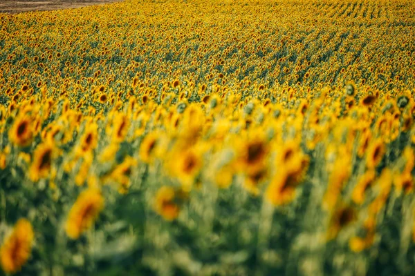 Sonnenblumenfeld im Sommer — Stockfoto