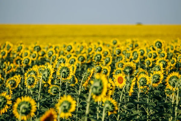 Sonnenblumenfeld im Sommer — Stockfoto