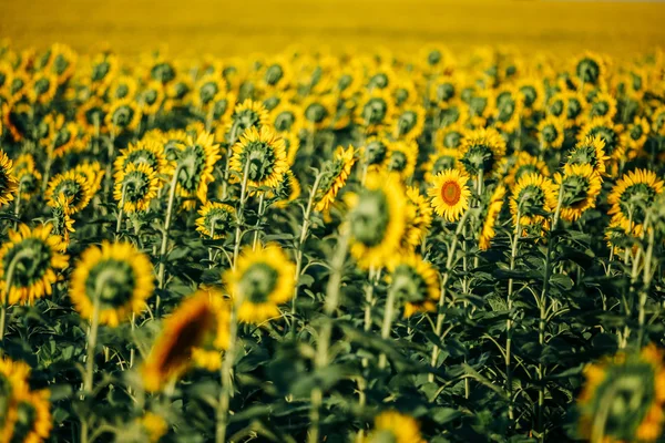 Sonnenblumenfeld im Sommer — Stockfoto