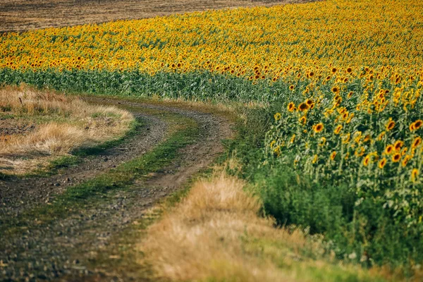 Câmpul de floarea soarelui vara — Fotografie, imagine de stoc