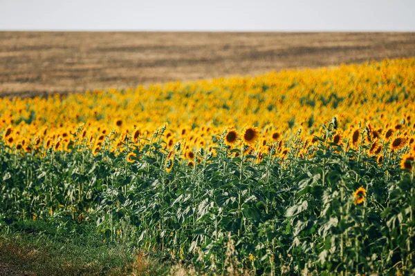 Sonnenblumenfeld im Sommer — Stockfoto