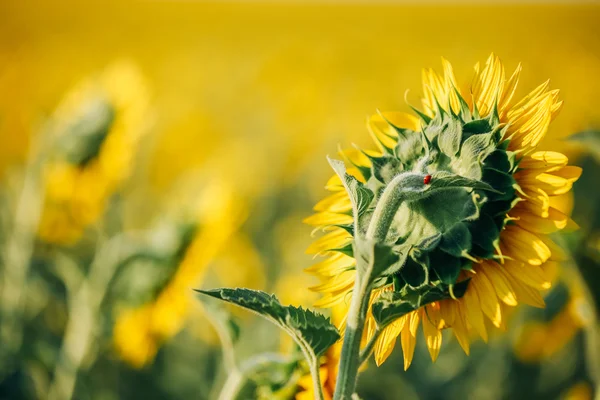 Sonnenblumenfeld im Sommer — Stockfoto