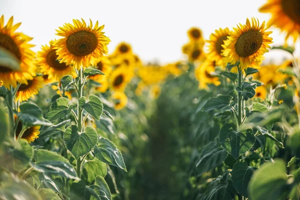 Sonnenblumenfeld im Sommer — Stockfoto