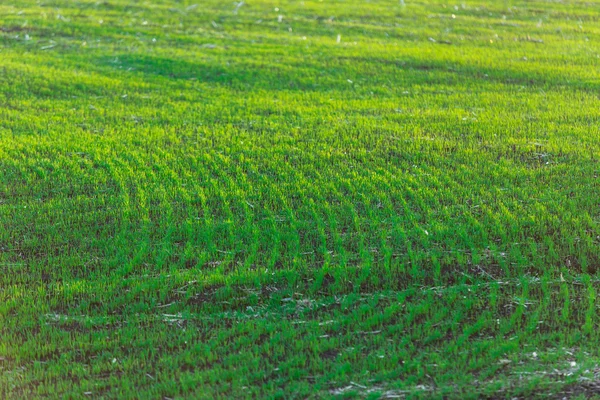 Krajina s grassfield — Stock fotografie