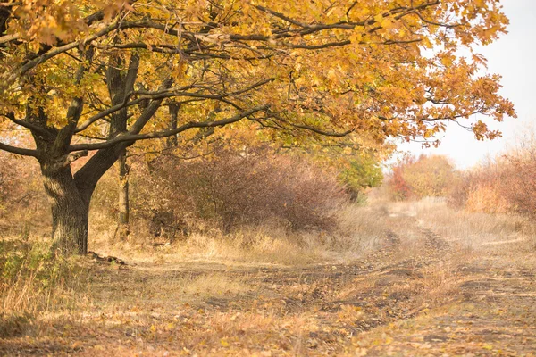 Pfad im herbstlichen Wald — Stockfoto