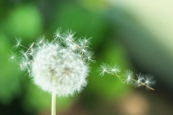Flying dandelion seeds — Stock Photo, Image