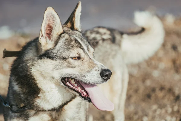 Nyugat-szibériai husky — Stock Fotó