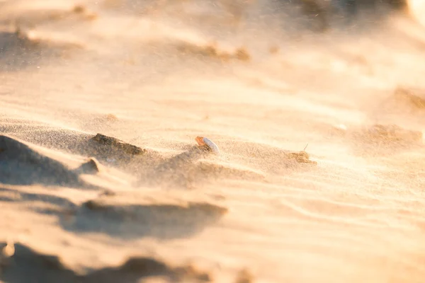 Yellow send on beach — Stock Photo, Image