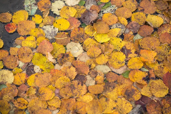 Fundo outono folhas — Fotografia de Stock