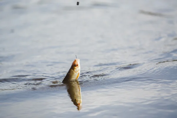 Мало рыбы на крючок — стоковое фото