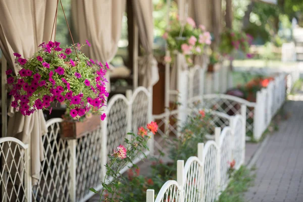 Flowers in flowerbed with metal fence — Stock Photo, Image