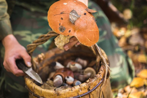 Полная корзина грибов — стоковое фото