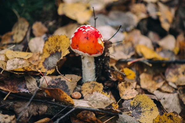 Amanita svamp i skogen — Stockfoto