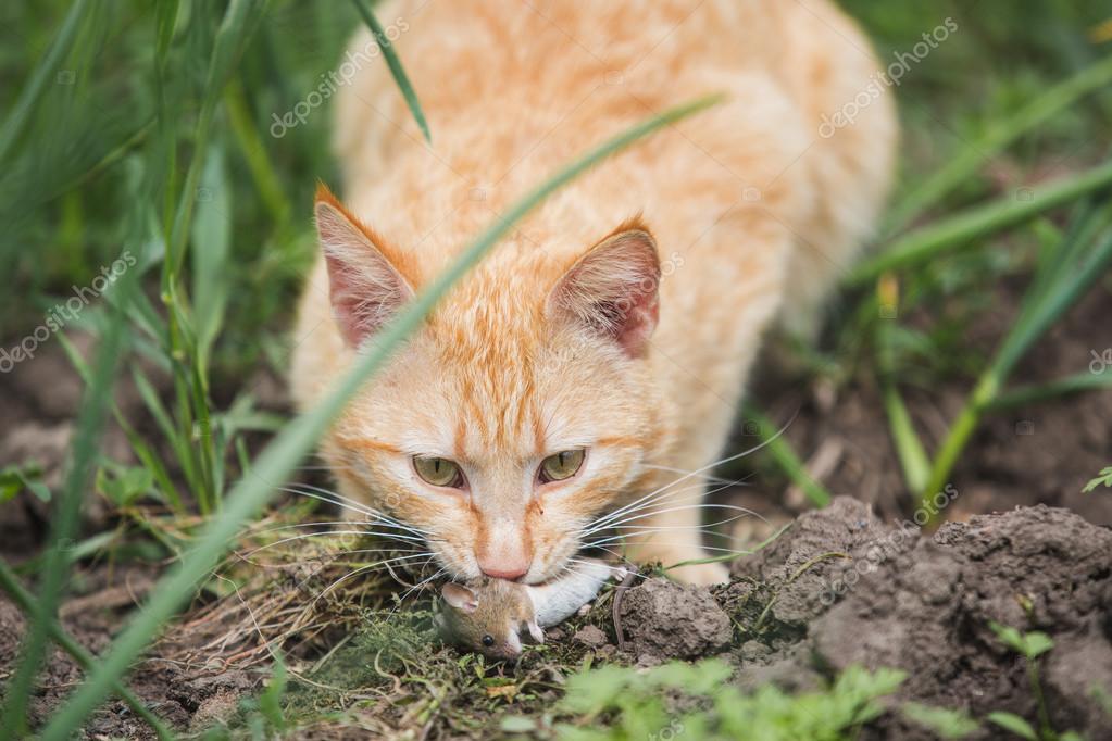 Rote Katze Gefangen Maus Stockfoto Scharfsinn 112160170