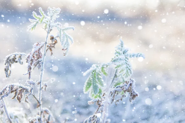 Grass covered with ice — Stock Photo, Image