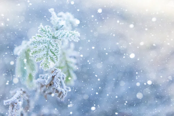 Grass covered with ice — Stock Photo, Image