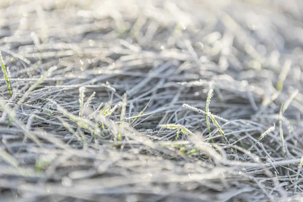 Hierba cubierta de hielo —  Fotos de Stock