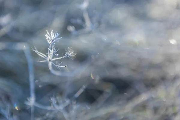 Трава вкрита льодом — стокове фото