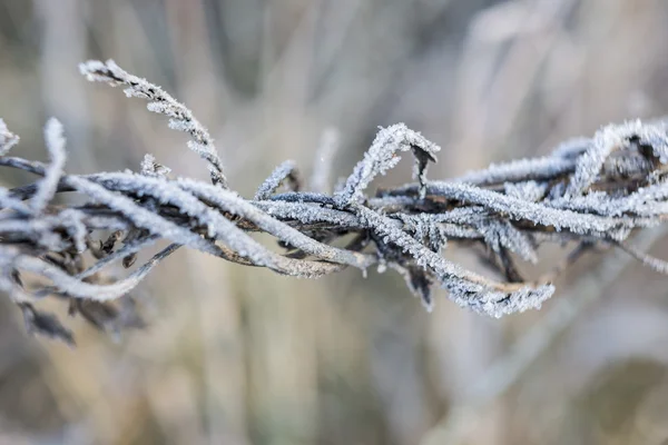 Erba ricoperta di ghiaccio — Foto Stock