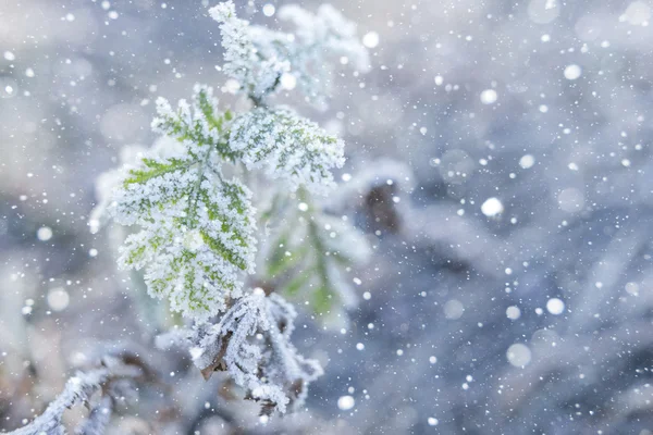 Hierba cubierta de hielo —  Fotos de Stock