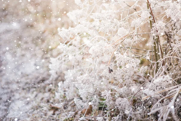 Lâmina de grama na neve . — Fotografia de Stock