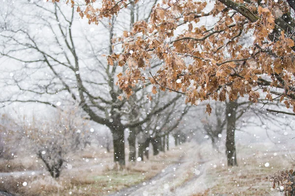 Floresta de inverno gelada — Fotografia de Stock