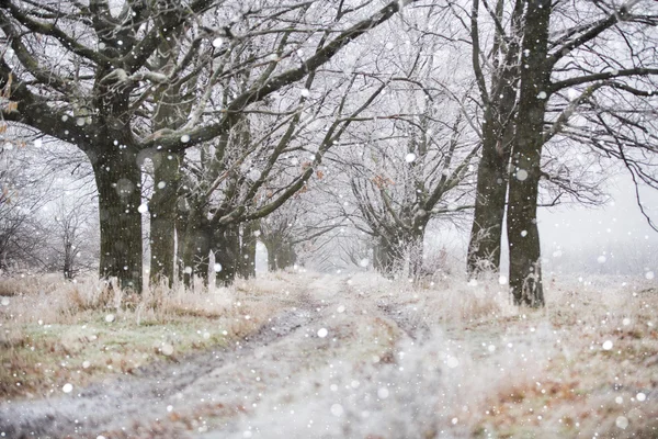 Foresta invernale gelida — Foto Stock