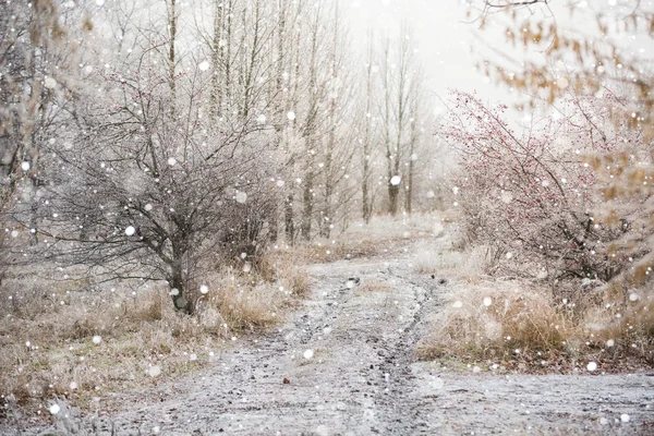 Frosty winter forest — Stock Photo, Image