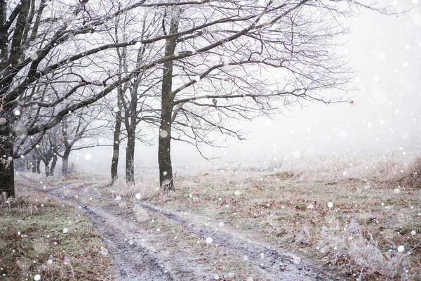 凍るような冬の森 — ストック写真