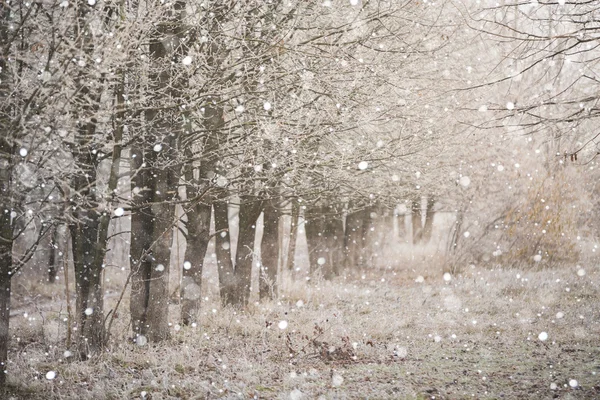 Fagyos téli erdő — Stock Fotó
