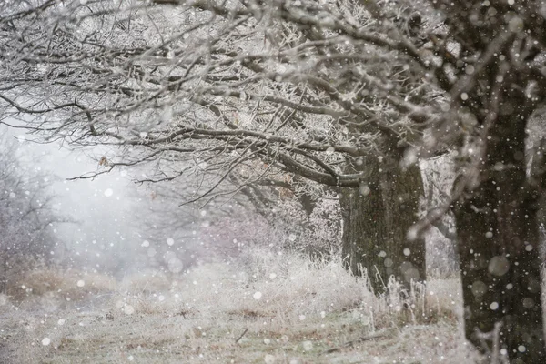 Foresta invernale gelida — Foto Stock