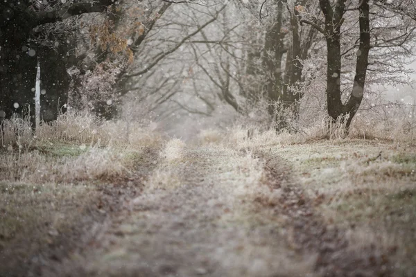 Bosque helado de invierno —  Fotos de Stock