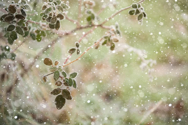 Büyük rose hips buz ile — Stok fotoğraf